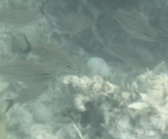 Haemulon carbonarium