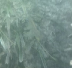 Haemulon carbonarium