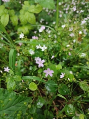 Claytonia sibirica