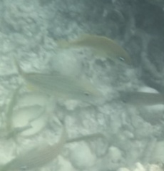 Haemulon carbonarium