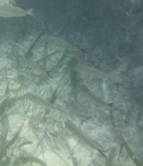 Haemulon carbonarium