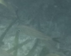 Haemulon carbonarium