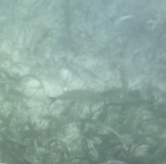 Haemulon carbonarium