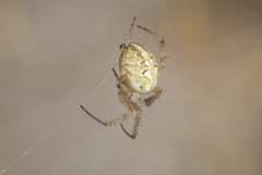 Neoscona adianta
