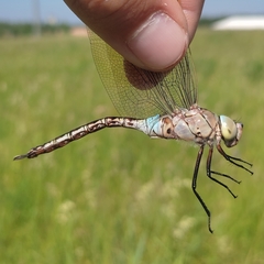 Anax parthenope