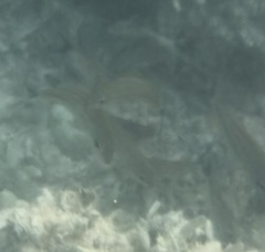 Haemulon carbonarium