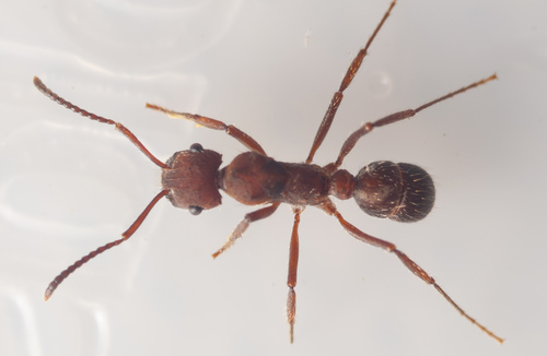 Ectatomma planidens
