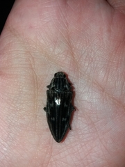 Chalcophora mariana