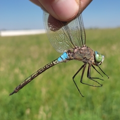 Anax parthenope