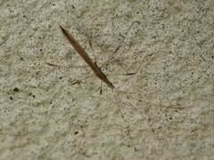 Neides aduncus