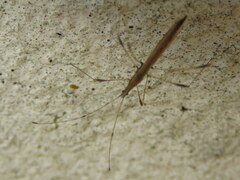 Neides aduncus
