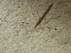 Neides aduncus