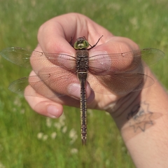 Anax parthenope