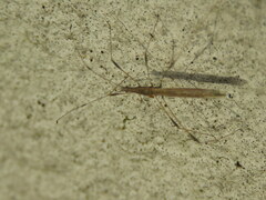 Neides aduncus