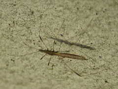 Neides aduncus