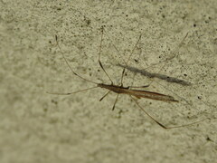 Neides aduncus