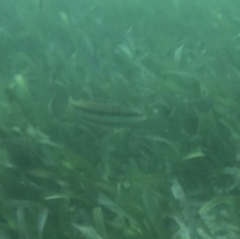 Halichoeres bivittatus