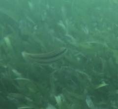 Halichoeres bivittatus