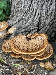 Cerioporus squamosus