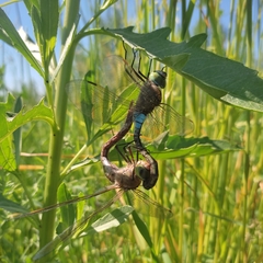 Anax parthenope