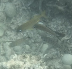 Haemulon flavolineatum