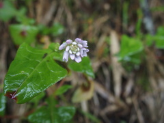 Persicaria runcinata