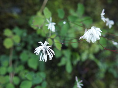 Thalictrum urbainii