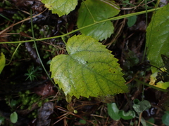 Tragia cordata