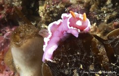 Verconia alboannulata