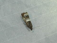 Notocelia trimaculana