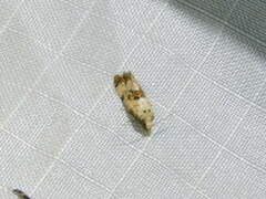 Neocochylis hybridella