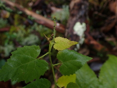 Tragia cordata