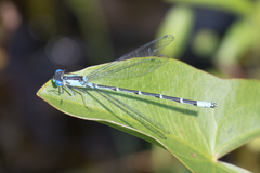 Chromagrion conditum