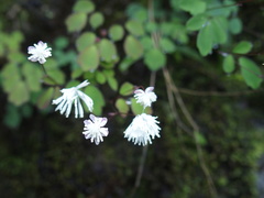 Thalictrum urbainii