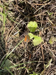 Lycaena phlaeas