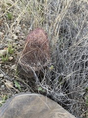 Echinomastus erectocentrus