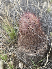 Echinomastus erectocentrus