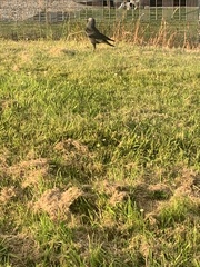 Corvus monedula