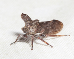 Microcentrus perditus