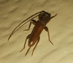 Geropa concolor