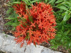 Ixora javanica