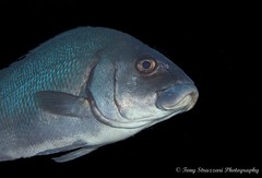 Plectorhinchus gibbosus