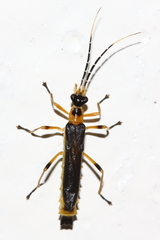 Macromalthinus