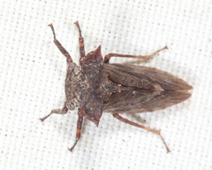 Microcentrus perditus