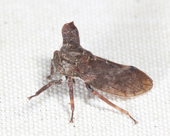 Microcentrus perditus