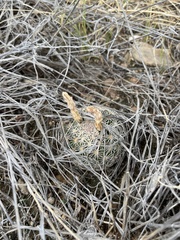 Echinomastus erectocentrus