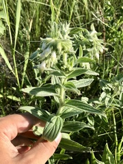 Lithospermum occidentale