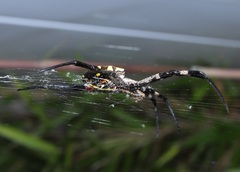 Argiope amoena