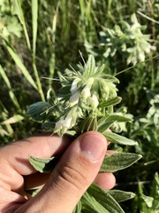 Lithospermum occidentale