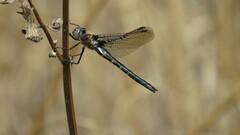 Helocordulia selysii